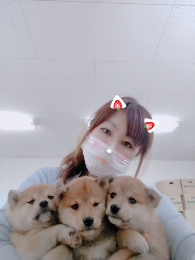 今からお客様 山口県で柴犬をお探しならブリーダー 心犬舎a